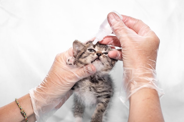 Weterynarz wkłada krople do oczu małego szarego kociaka w celu zapobiegania i leczenia zwierzęcia