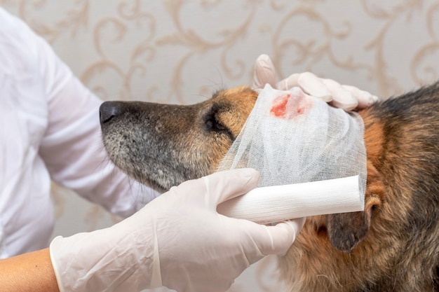 Weterynarz zakłada bandaż na głowę rannego psa