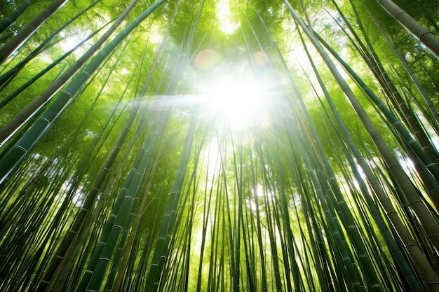 wewnątrz Bamboo Forest profesjonalna fotografia AI Generated