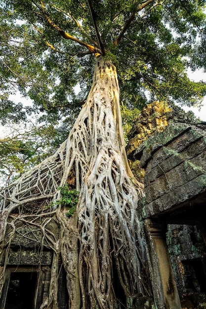 Wewnątrz świątyni Ta Prohm