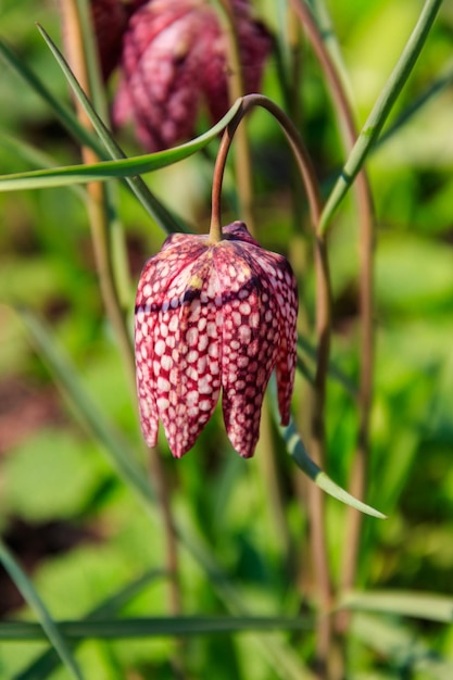 Węże kierują fritillary Fritillaria meleagris w ogrodzie