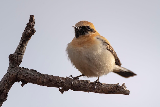 Wheateared Wheatear Oenanthe hispanica Granada Hiszpania