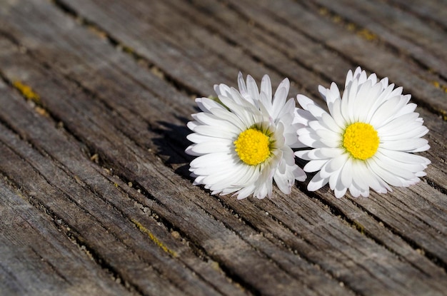 white daisy