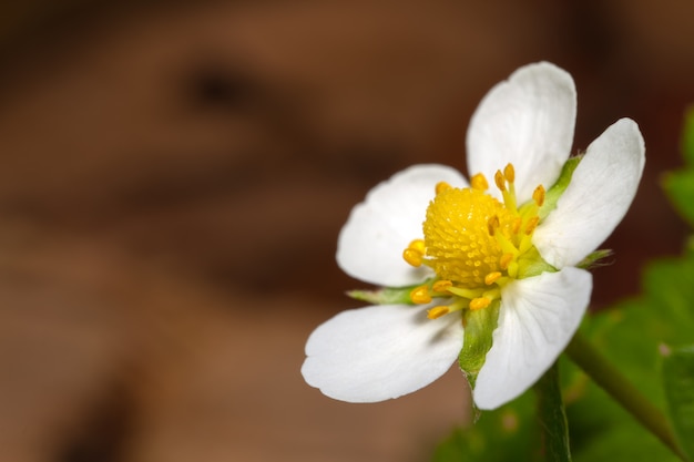 White Garden Strawberry Flower - Białe Płatki Kwiatów I Zielone Liście