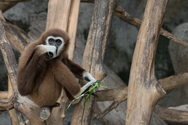 White-handed Gibbon (hylobates Lar) Siedzi Na Drewno