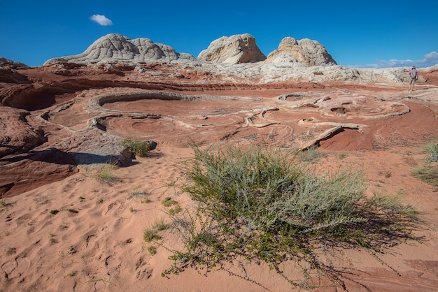 White Pocker, Arizona