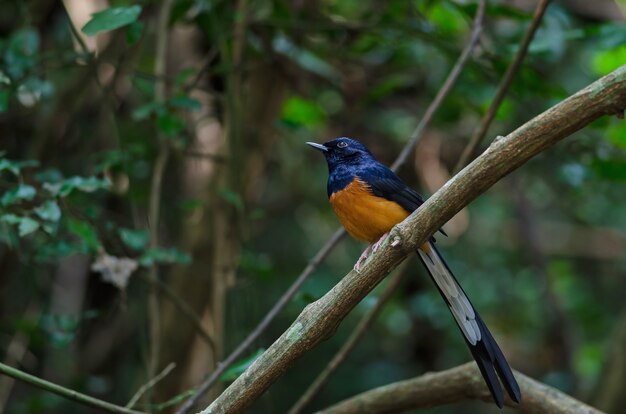 White-rumped Shama Stojący Na Gałęzi