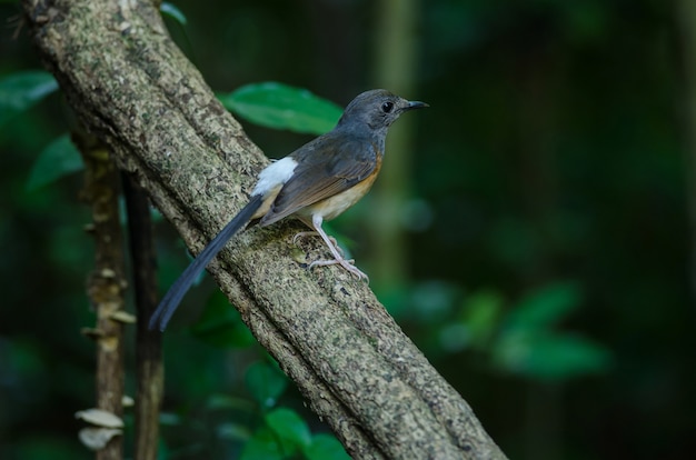 White-rumped Shama stojący na gałęzi