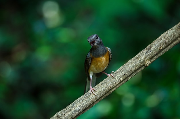 White-rumped Shama stojący na gałęzi