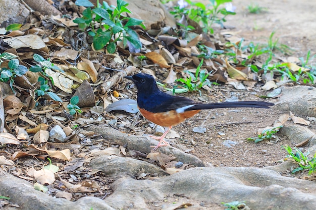 White-Rumped Shama