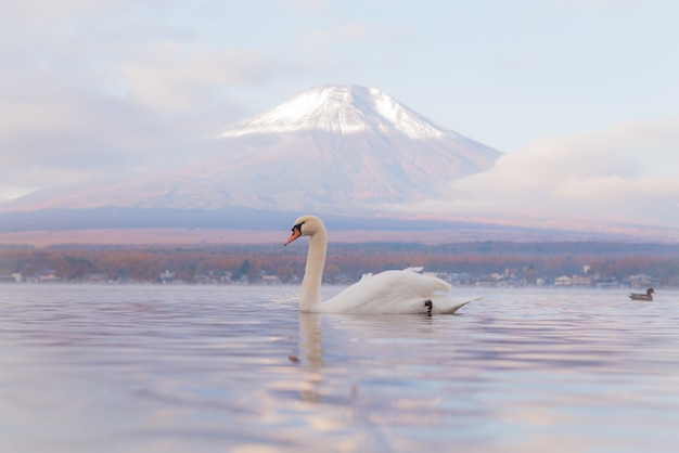White Swan At Lake Yamanaka With Mt. Fuji Tło