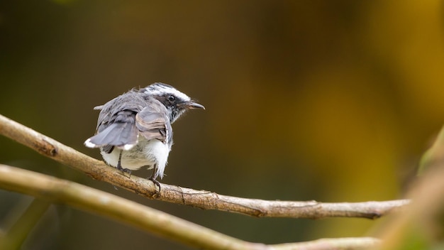 Whitebrowed fantail Rhipidura aureola ptak widok z tyłu ciepły kolor tła bokeh