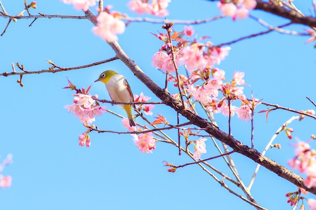 WhiteEye Bird na kwiat wiśni i Sakura