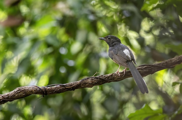 Zdjęcie whiterumed shama lub copsychus malabaricus przysiada na gałęzi drzewa tajlandia