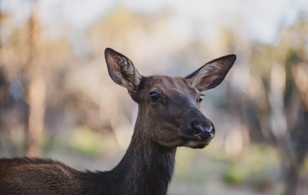 Whitetailed jeleń płowy dzikie zwierzęta koncepcja bambi młoda sarna capreolus piękna przyroda buck