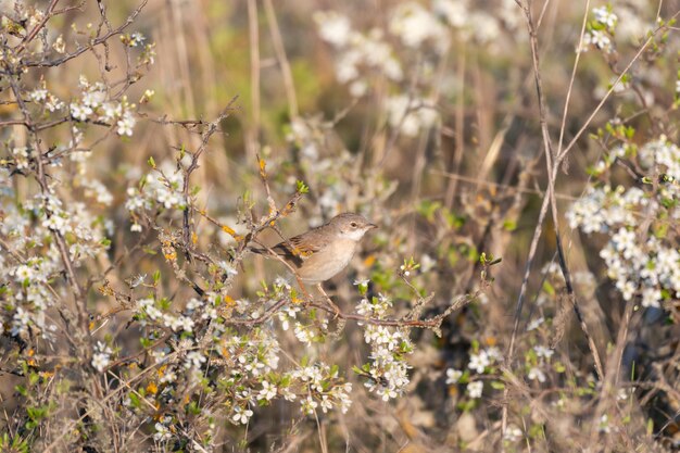 Whitethroat Sylvia Communis W Dzikiej Przyrodzie.