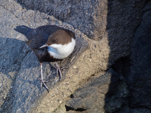 Whitethroated Dipper siedzący na skale