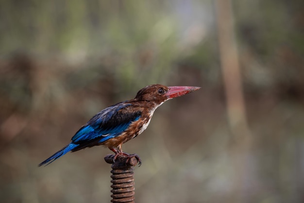 Whitethroated Kingfisher Bliska Strzał Portret Zwierząt