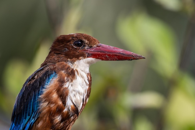 Whitethroated Kingfisher bliska strzał Portret zwierząt