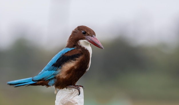 Whitethroated Kingfisher bliska strzał Portret zwierząt
