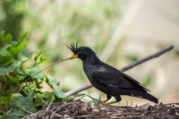 Whitevented Myna Acridotheres grandis z Tajlandii