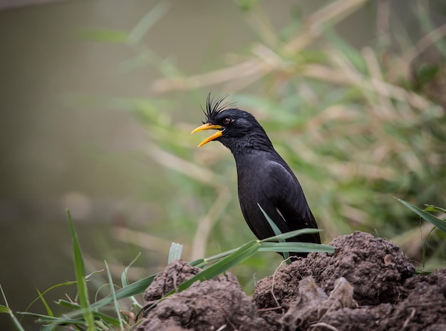 Whitevented Myna Acridotheres grandis z Tajlandii