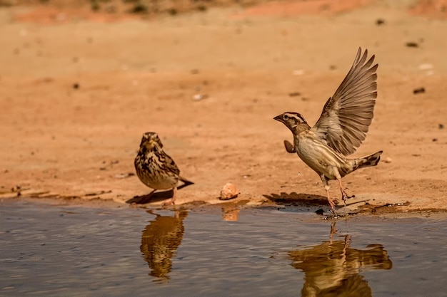 Zdjęcie whooping sparrow lub petronia petronia odzwierciedlenie na wiosnę