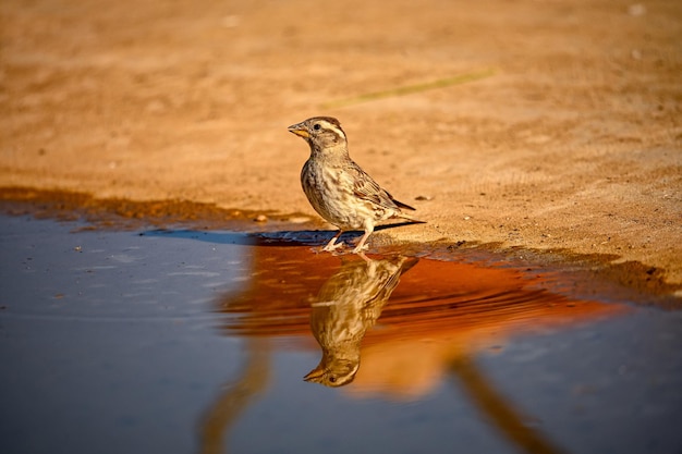 Whooping Sparrow lub Petronia petronia odzwierciedlenie na wiosnę