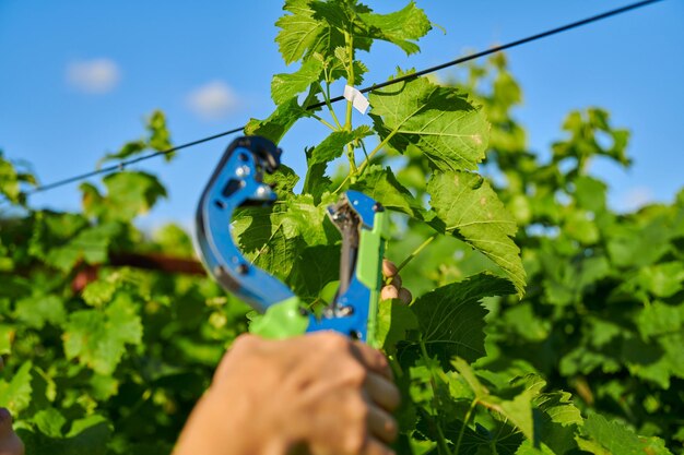 Wiązanie winorośli w winnicy w sezonie wiosenno-letnim