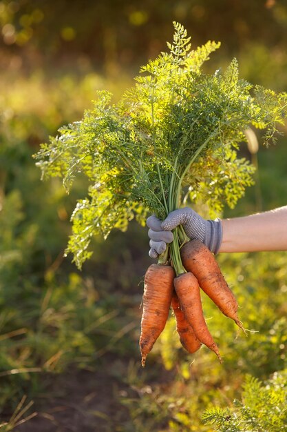 Wiązka marchewki w ręce z niewyraźnym naturalnym tłem