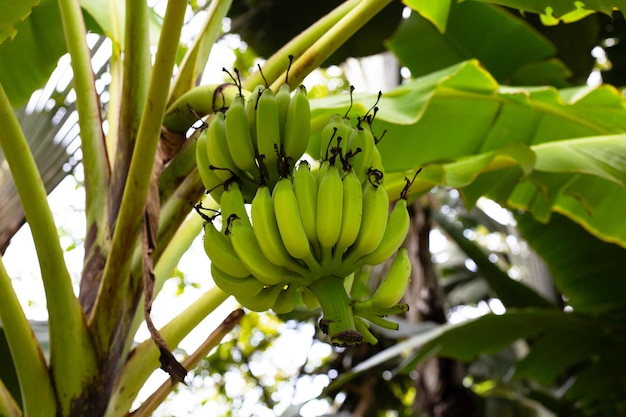 Wiązka surowi zieleni banany