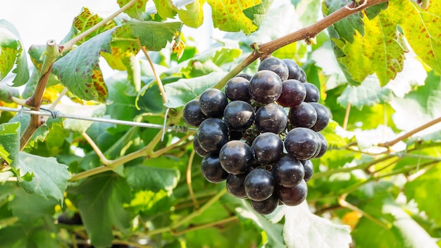 Wiązki dojrzali winogrona w winnicy.