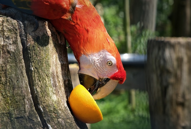 Wibrująca papuga jedząca pomarańczę w Amsterdamie Zoo Artis