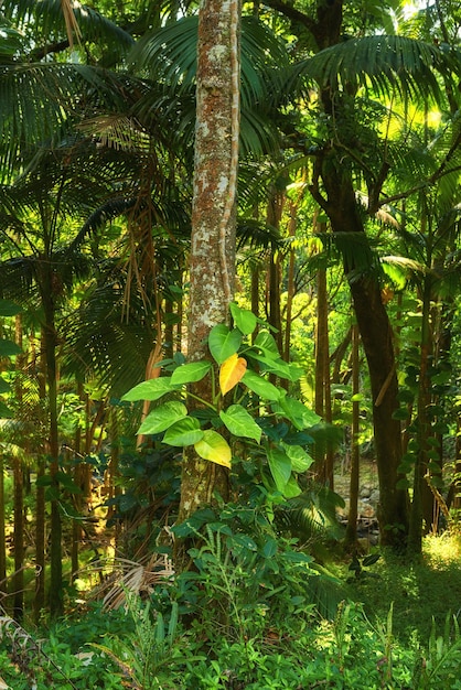 Wibrujące drzewa rosnące w cichej, spokojnej przyrodzie na Hawajach w USA Piękne szerokie wzory liści w kojącym uspokajającym lesie Liściasty baldachim w cichej harmonii kojący zen w spokojnym słonecznym parku