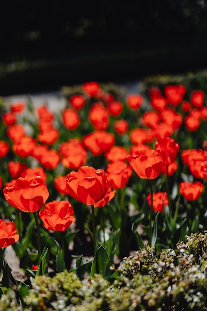 Wibrujące kwitnące czerwone pole tulipanów