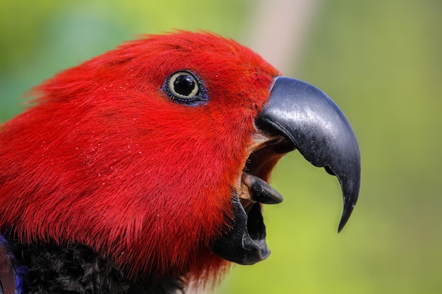 Zdjęcie widać czerwonego ptaka z czarnym dziobem.