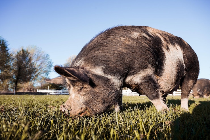 Zdjęcie widok boczny plamistej sierściastej świni kunekune wąchającej zieloną trawę podczas wypasu na pastwisku