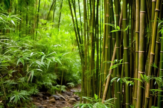 Widok botanicznego zielonego bambusowego lasu tropikalnego w świetle dziennym Orientalny gaj bambusowy w Chinach japońskich