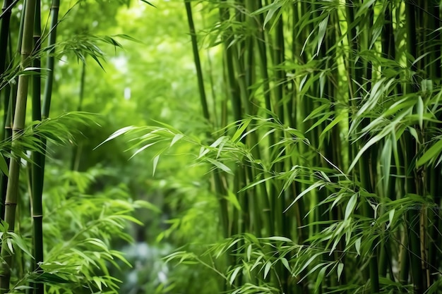 Widok botanicznego zielonego bambusowego lasu tropikalnego w świetle dziennym Orientalny gaj bambusowy w Chinach japońskich