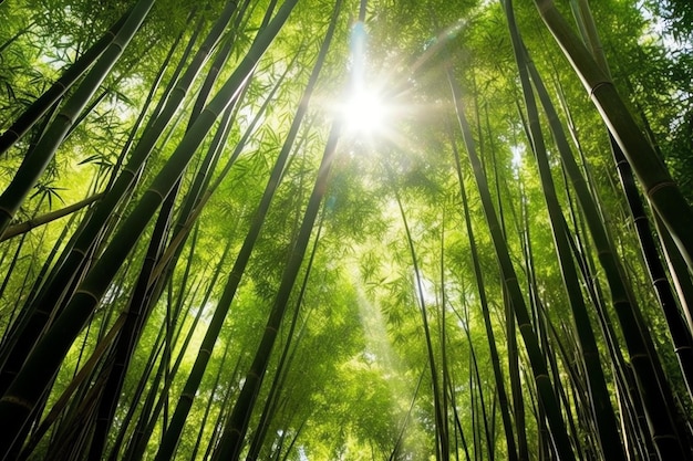 Widok botanicznego zielonego bambusowego lasu tropikalnego w świetle dziennym Orientalny gaj bambusowy w Chinach japońskich