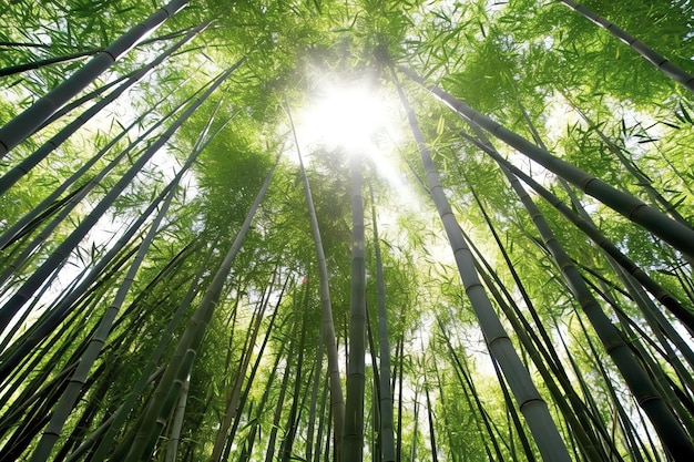 Widok botanicznego zielonego bambusowego lasu tropikalnego w świetle dziennym Orientalny gaj bambusowy w Chinach japońskich