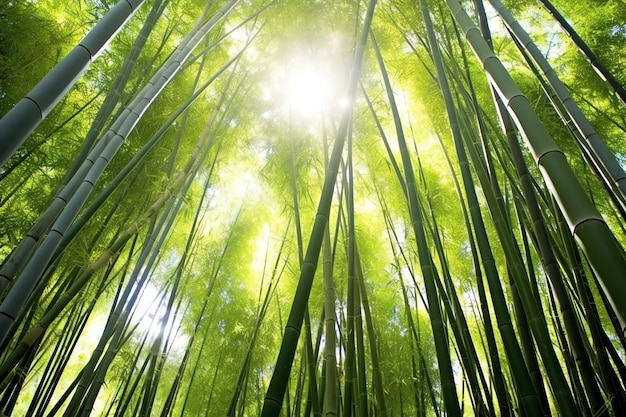 Widok botanicznego zielonego bambusowego lasu tropikalnego w świetle dziennym Orientalny gaj bambusowy w Chinach japońskich