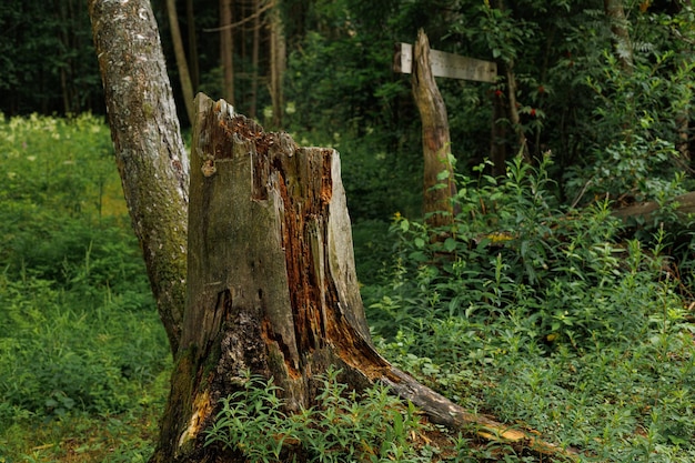 Zdjęcie widok degradacji lasów wylesianie