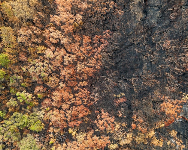 Widok drona z punktu widzenia ptaków na las w pobliżu Sydney w Nowej Południowej Walii w Australii spalony przez pożary lasów w 2019 roku