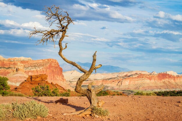 Widok drzew na formacjach skalnych na pustyni