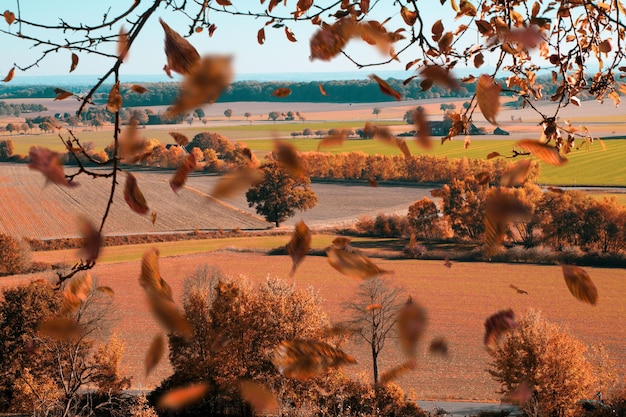 Widok drzew na krajobraz