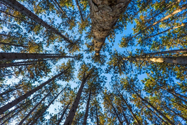 Widok drzew pod niskim kątem