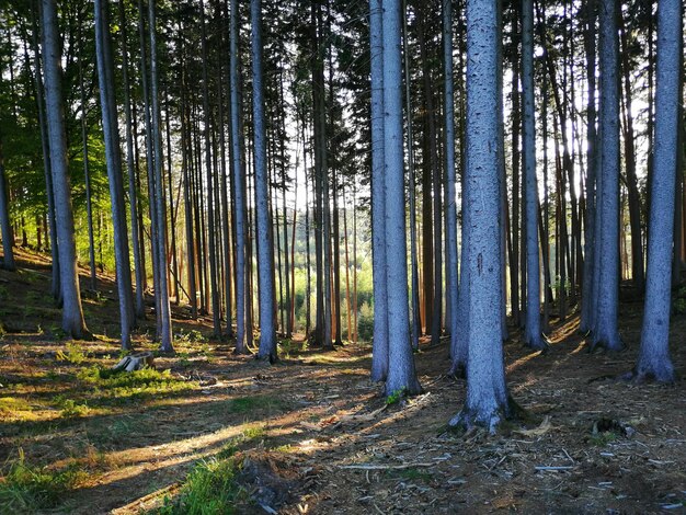 Zdjęcie widok drzew w lesie