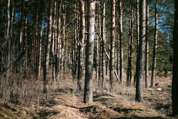 Widok drzew w lesie