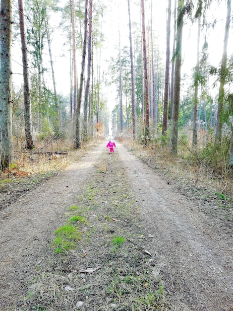 Zdjęcie widok drzew w lesie